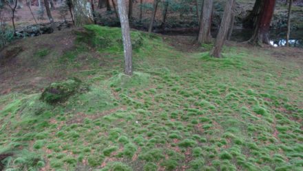 苔寺 西芳寺