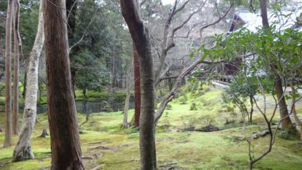 苔寺 西芳寺