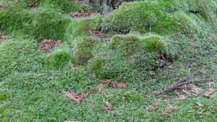 苔寺 西芳寺