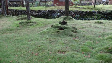 苔寺 西芳寺