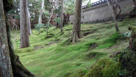 苔寺 西芳寺