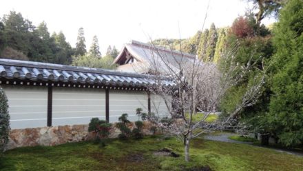 苔寺 西芳寺