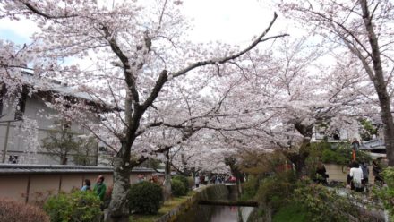 哲学の道 桜 2016