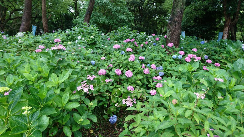 藤森神社 紫陽花苑