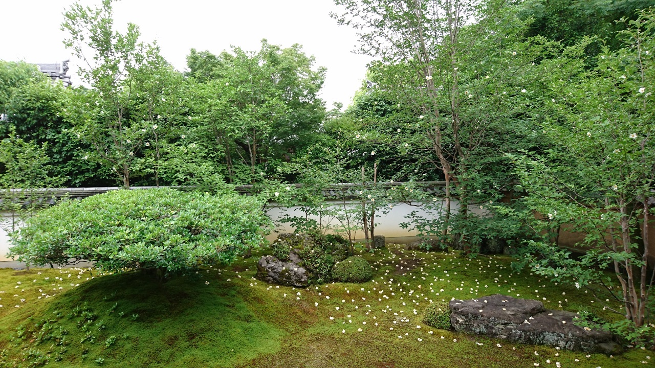 沙羅の花を愛でる会～東林院の御朱印