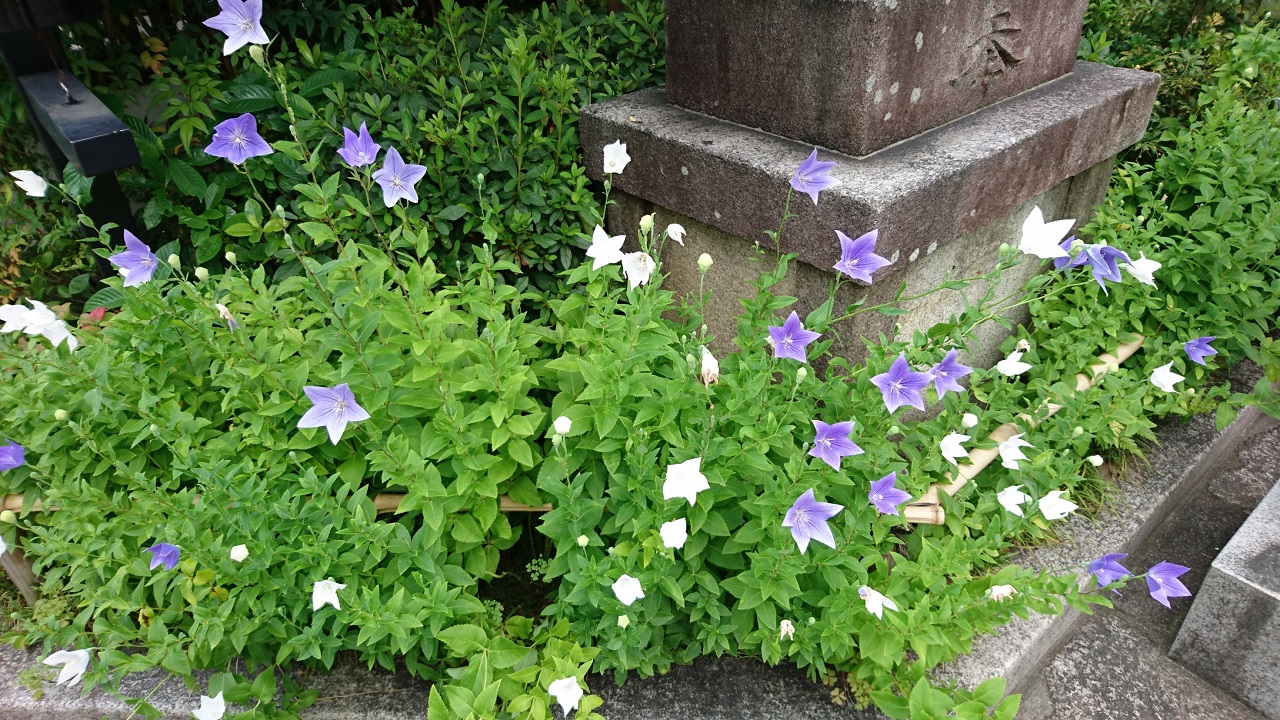 あの五芒星のモチーフは… 晴明神社