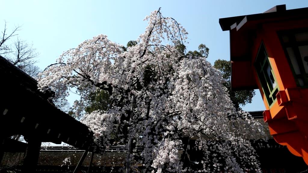 平野神社 魁桜