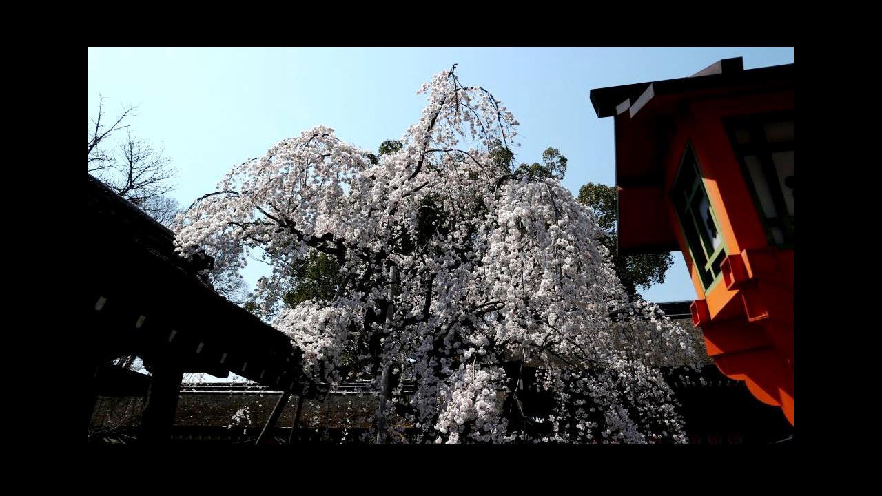 京都のお花見の始まり~平野神社 魁桜