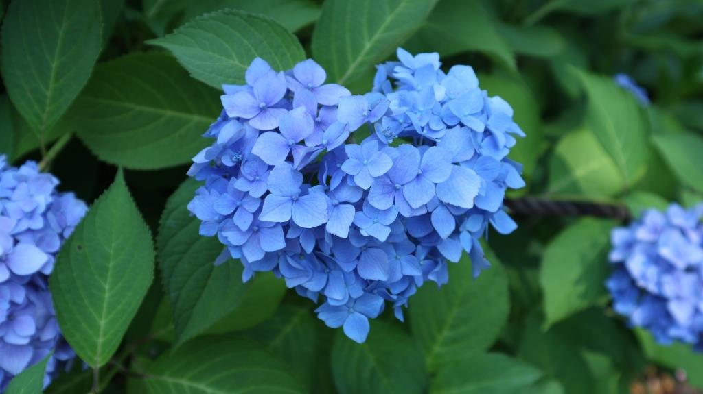 印刷可能 待ち受け ハート 紫陽花 画像 虹