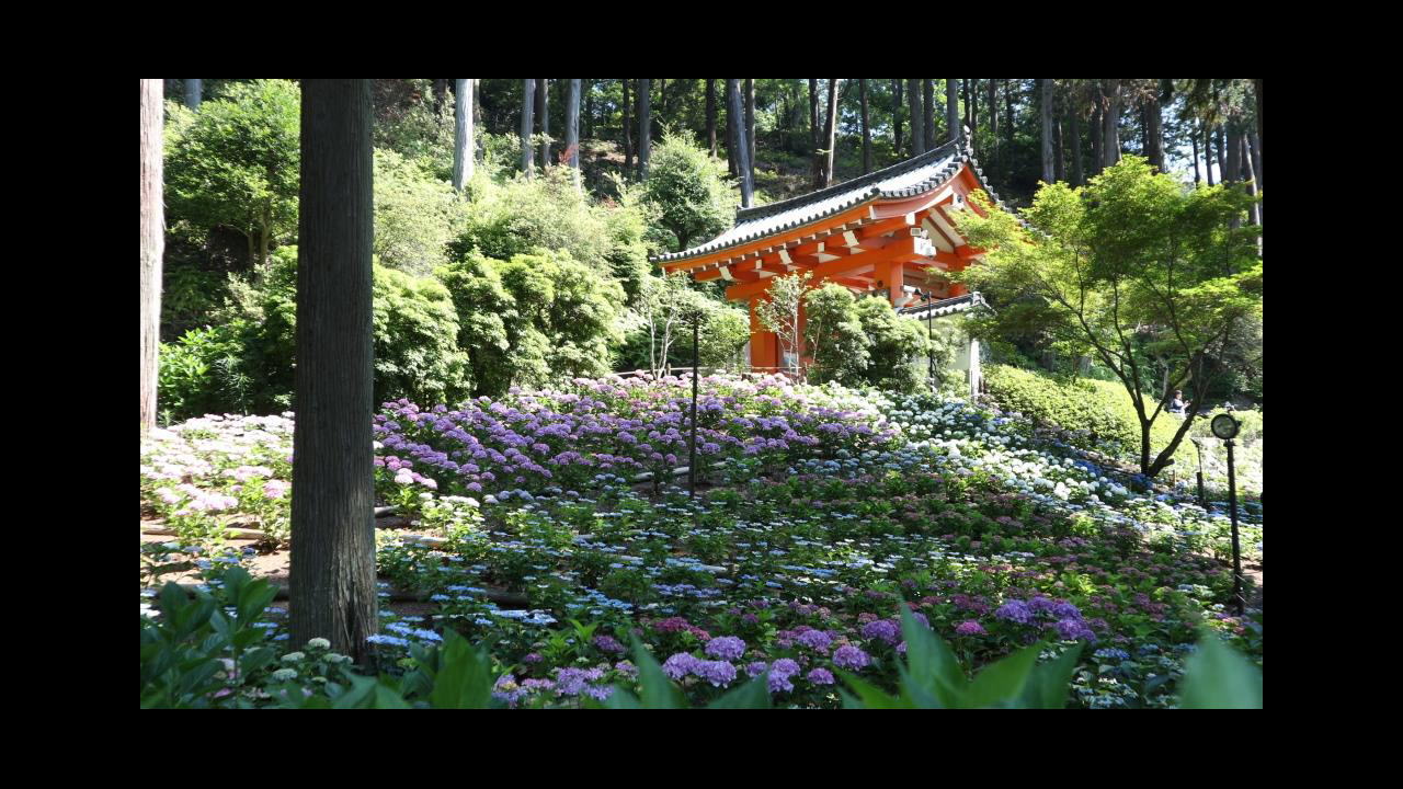 ハートあじさい2017～宇治 三室戸寺