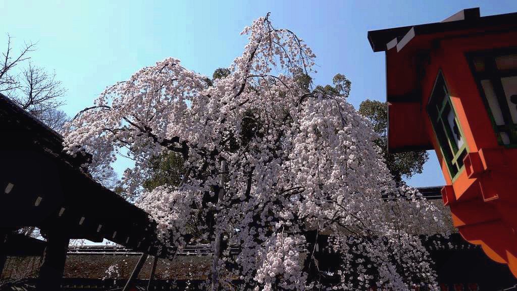 平野神社 魁桜