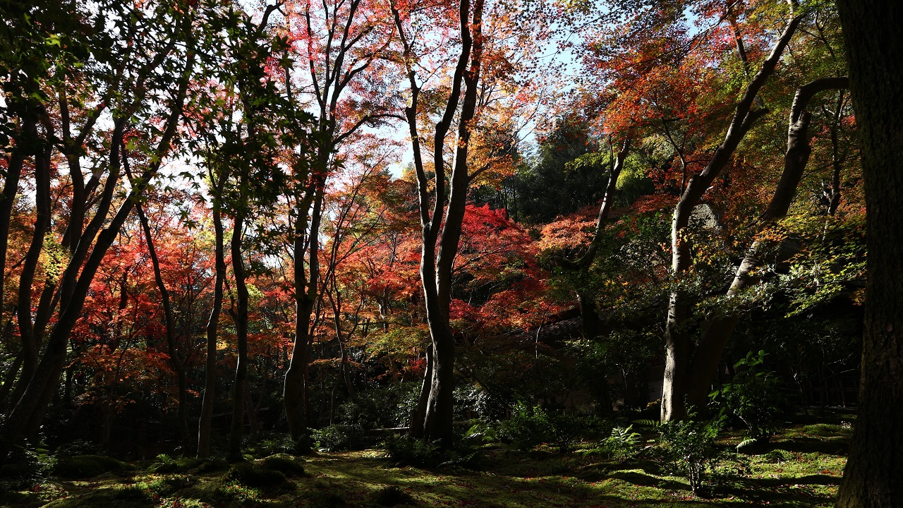 秋限定の紅葉御朱印2017～祇王寺