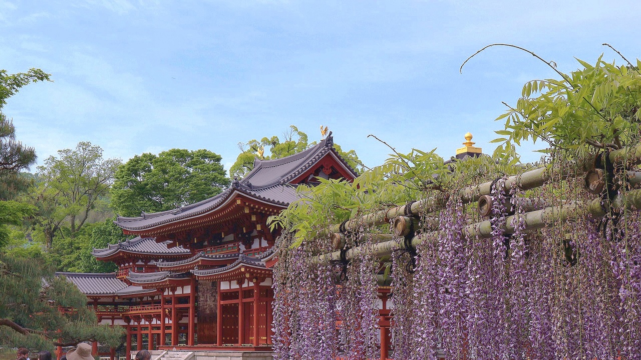 宇治平等院の藤の花 抹茶グルメ 御朱印観光サポート本舗