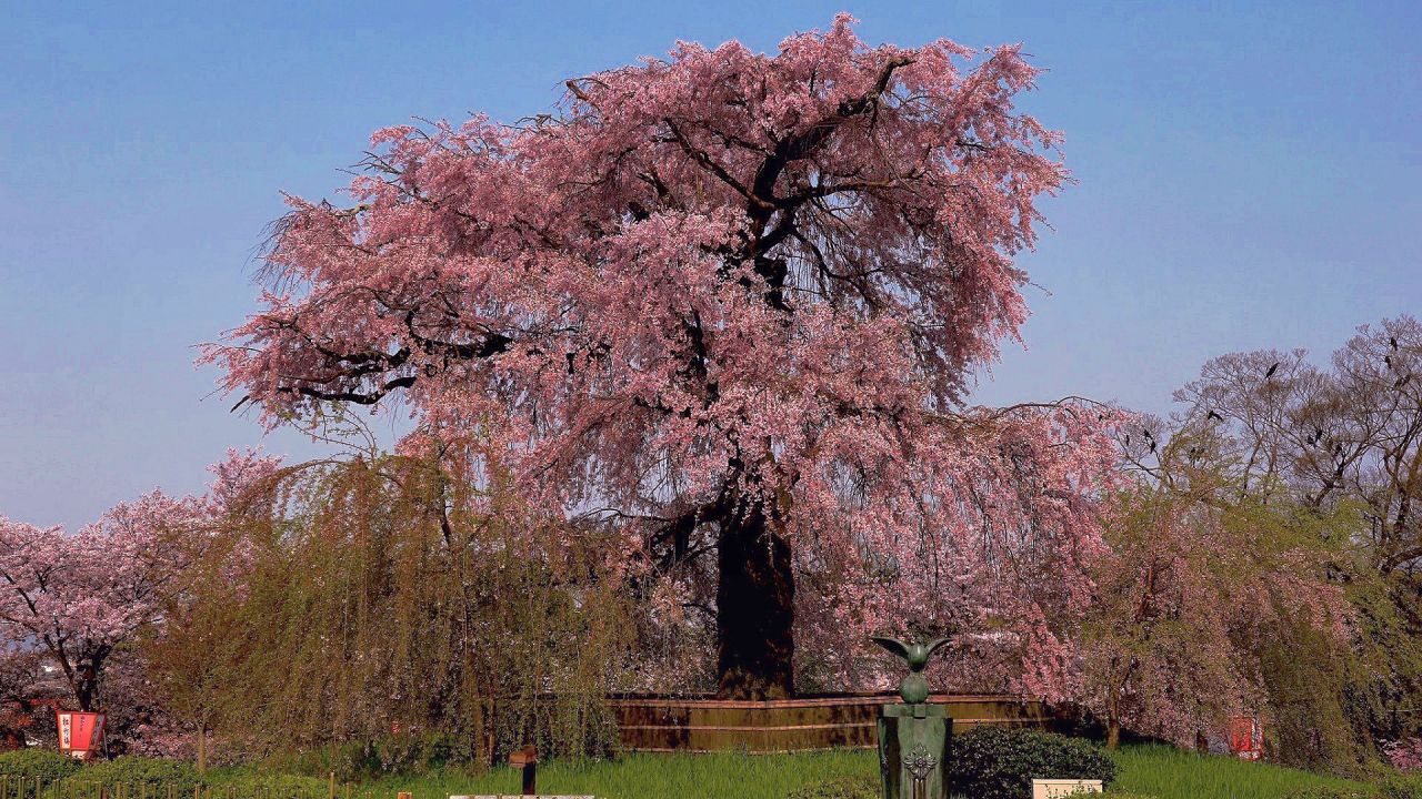円山公園 しだれ桜