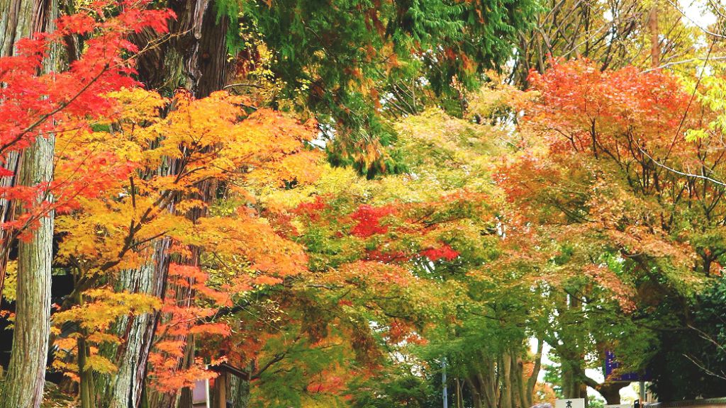 東福寺 紅葉の風景