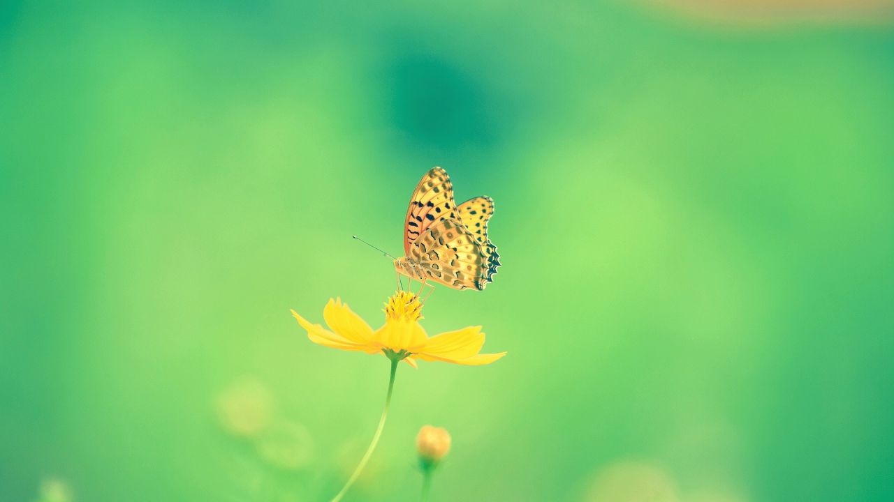 https://www.goshuin.happy-clovers.com/wp-content/uploads/2020/09/Shijimi3MV1280.jpg