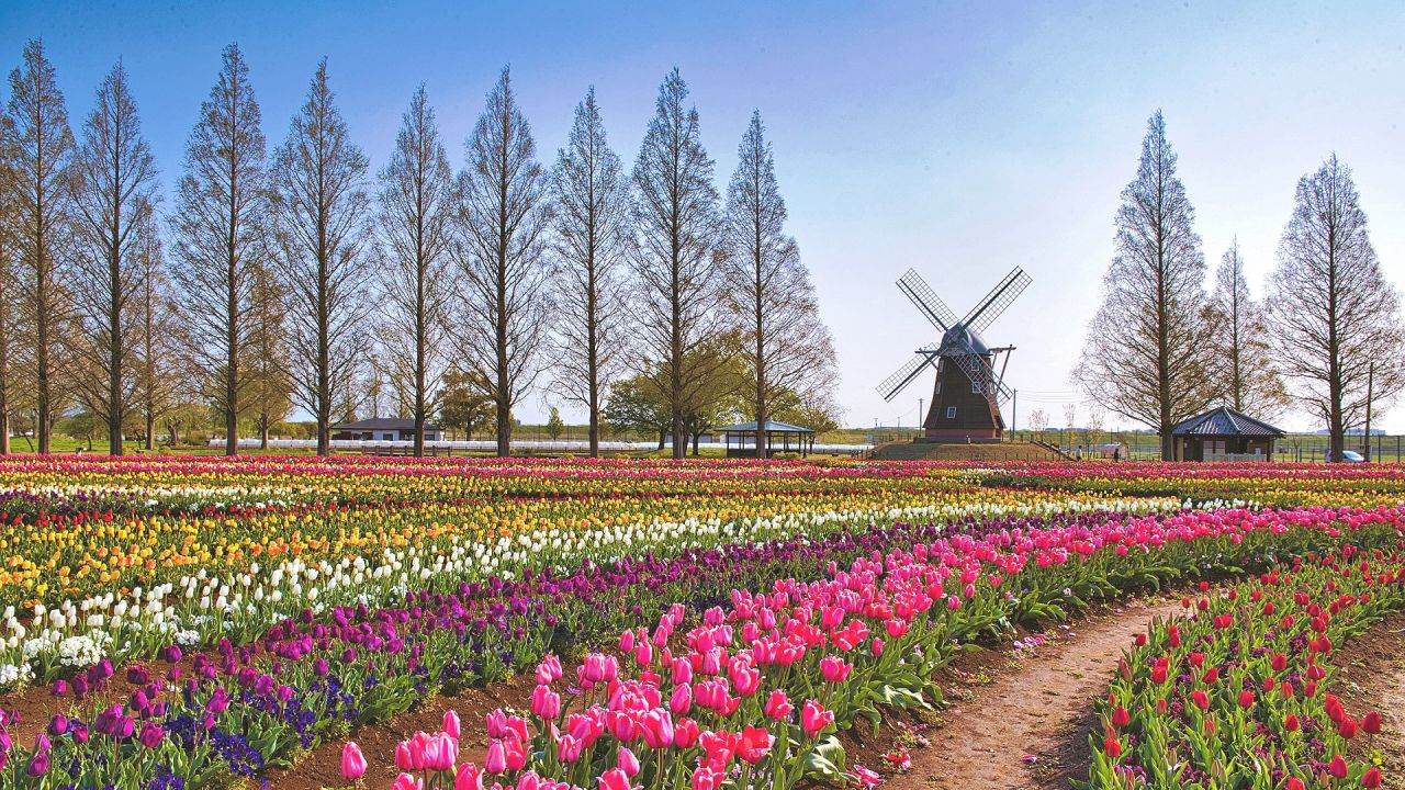 https://www.goshuin.happy-clovers.com/wp-content/uploads/2020/09/TulipWindmill2MV1280.jpg