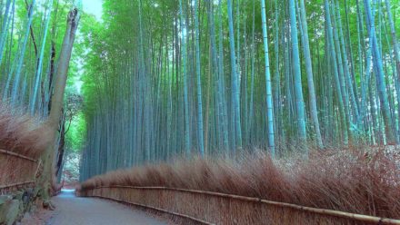 嵐山 竹林の小径