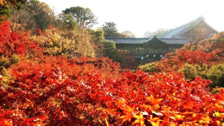 東福寺 通天橋 紅葉