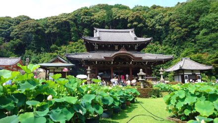 三室戸寺 本堂前 蓮の花