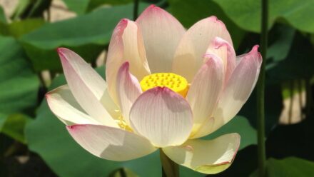 三室戸寺 本堂前 蓮の花